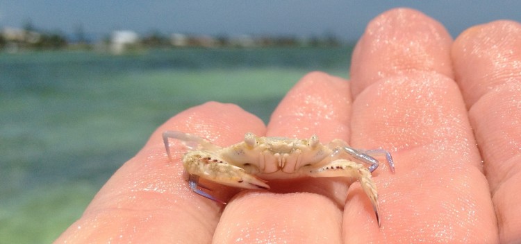 Biscayne Bay: Baby Blue Crab