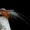 Poppin Flats Shrimp: Brown