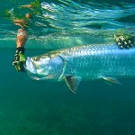 Capt Rob Fordyce Releasing a Tarpon